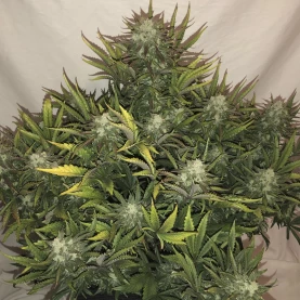 rastlina marihuany - indoor - Gorilla Glue (3 semená) Auto - Semená marihuany Fast Buds