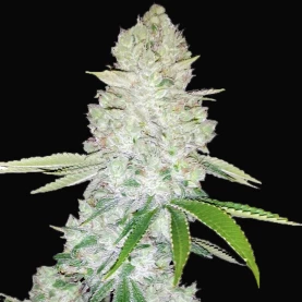 živica na šiške marihuany Gorilla Glue (3 semená) Auto - Semená marihuany Fast Buds detail