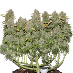 rastlina marihuany - indoor - Gorilla Glue (3 semená) Auto - Semená marihuany Fast Buds