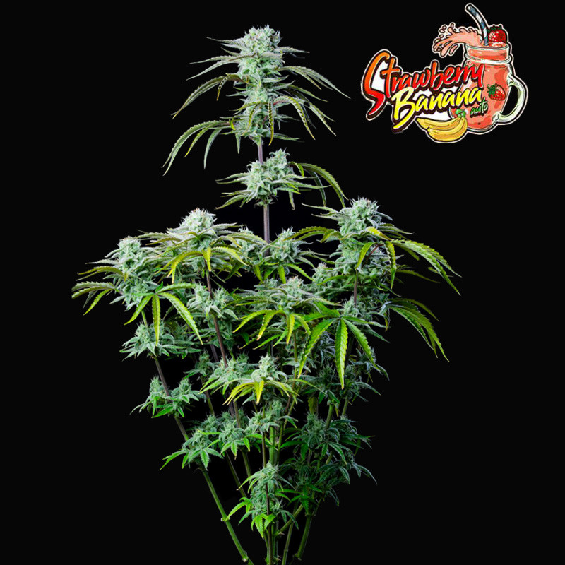 FastBuds Strawberry Banana Auto: Rýchla úroda s vysokým obsahom THC