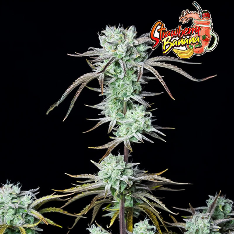 FastBuds Strawberry Banana Auto: Rýchla úroda s vysokým obsahom THC