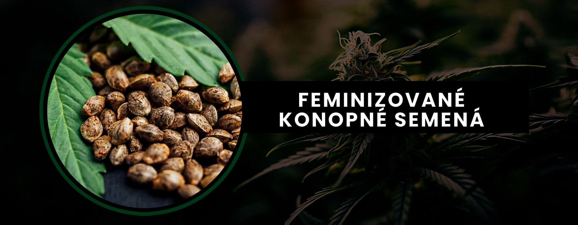 Feminizovane-konopne-semena