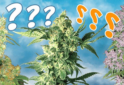 Pestovanie marihuany pre začiatočníkov. Ako si vybrať tie správne konopné semená pre pestovanie na balkóne alebo na záhradke?