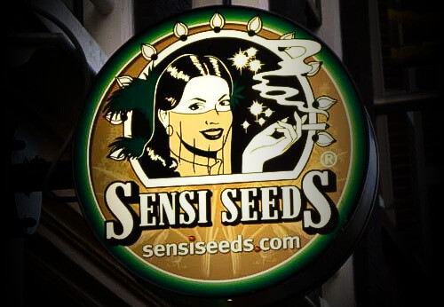 CBD olej Sensi Seeds – TOP európsky CBD olej