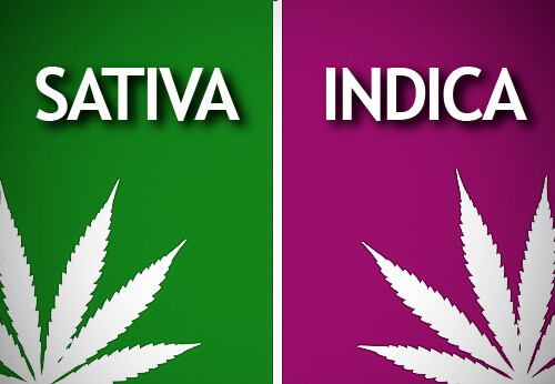 Cannabis sativa verzus Cannabis indica: Aký je medzi nimi rozdiel?